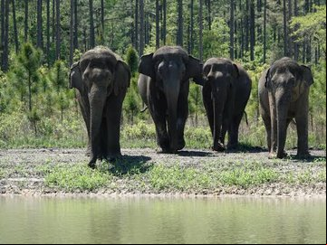 Os 12 elefantes asiáticos com idades entre 8 e 38 anos foram soltas em um habitat florestal com pinheiros, lagoas, pântanos e pastagens abertas, de acordo com um anúncio do refúgio.