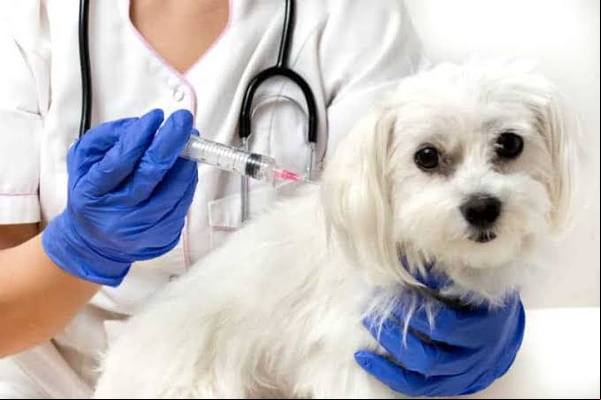 Vacinação contra raiva animal
